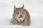 Eurasian lynx in winter-controlled situation-Lynx lynx Art Print